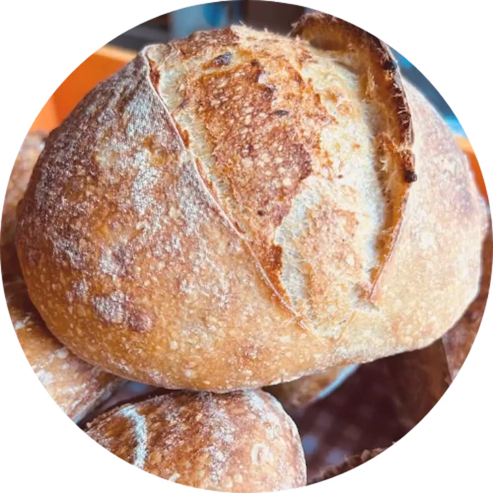 Juulian Kotileipomon paahdettu peruna -hapanjuurileipä täysjyvävehnällä